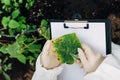 Growing cucumbers in a greenhouse