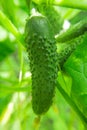 Growing cucumbers in the farm economy. Green vegetable plant in the greenhouse or in the garden Royalty Free Stock Photo