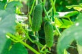 Growing cucumbers in the farm economy. Green vegetable plant in the greenhouse or in the garden Royalty Free Stock Photo