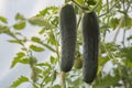 Growing cucumbers in the farm economy