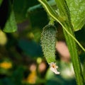 Growing cucumbers in the farm economy. Green vegetable plant in the greenhouse or in the garden Royalty Free Stock Photo