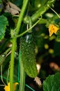 Growing cucumbers in the farm economy. Green vegetable plant in the greenhouse or in the garden Royalty Free Stock Photo