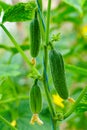 Growing cucumbers in the farm, green vegetable plant in the greenhouse Royalty Free Stock Photo