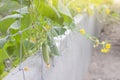 Growing cucumbers and flower on the fence.