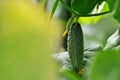 Growing cucumbers in the garden.