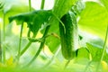 Growing cucumbers in the garden