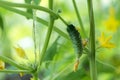 Growing cucumbers in the garden