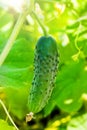 Growing cucumbers in the garden Royalty Free Stock Photo