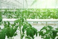 Growing cucumbers in a greenhouse.