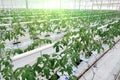 Growing cucumbers in a greenhouse.