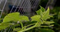 Growing cucumbers in the greenhouse. Royalty Free Stock Photo