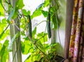 Growing cucumbers at home on window sill