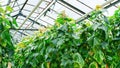 Growing cucumbers indoors in heated glass greenhouses. Huge cucumber plants bear fruit in industrial agricultural greenhouses. Royalty Free Stock Photo