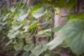 Growing cucumbers in a makeshift little home greenhouse. The concept of home gardening