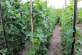 Growing cucumbers on a vertical trellis