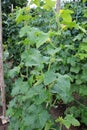 Growing cucumbers on a vertical trellis