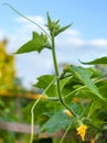 Growing the cucumbers. Yellow cucumber flowers Royalty Free Stock Photo