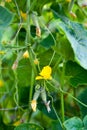 Growing the cucumbers. Yellow cucumber flowers Royalty Free Stock Photo