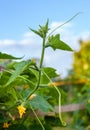 Growing the cucumbers. Yellow cucumber flowers Royalty Free Stock Photo