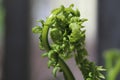 Curled young ferns in fresh green color