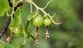 Growing currants and gooseberries Royalty Free Stock Photo