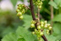 Growing currants and gooseberries Royalty Free Stock Photo