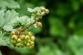 Growing currants and gooseberries Royalty Free Stock Photo