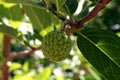 Closeup view of growing sitaphal or custard apple tree