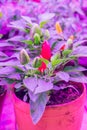 Growing decorative pepper under LED grow light