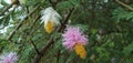 Growing Dichrostachys cinerea Flowers soaked in rain. White yellow pink colour flower