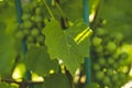 growing different varieties of grapes in your garden, several bushes with clusters of young green grapes