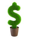 Growing dollar symbol Royalty Free Stock Photo