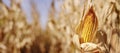 Growing Ear of Corn Fresh in Field Ready for Harvest Royalty Free Stock Photo