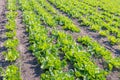 Growing endive plants in rows in the field