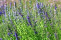 Growing English Lavender, Lavandula angustifolia Royalty Free Stock Photo