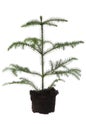 Growing evergreen plant in soil