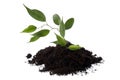 Growing ficus in soil Royalty Free Stock Photo