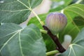 Growing fig fruit.