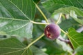 Growing fig fruit.