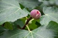 Growing fig fruit.