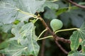 Growing fig fruit. Royalty Free Stock Photo