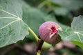 Growing fig fruit.