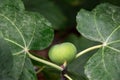 Growing fig fruit. Royalty Free Stock Photo