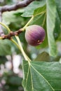 Growing fig fruit. Royalty Free Stock Photo