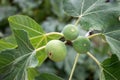 Growing fig fruits on the branch. Royalty Free Stock Photo