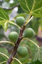 Growing fig fruits on the branch. Royalty Free Stock Photo