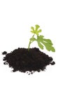 Growing fig in soil Royalty Free Stock Photo