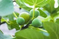 Fig fruits growing on a branch close up