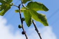 Growing figs