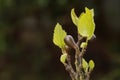 Growing figs